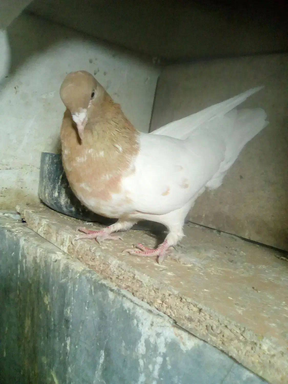 ماده رنگه|پرنده|قائن, |دیوار