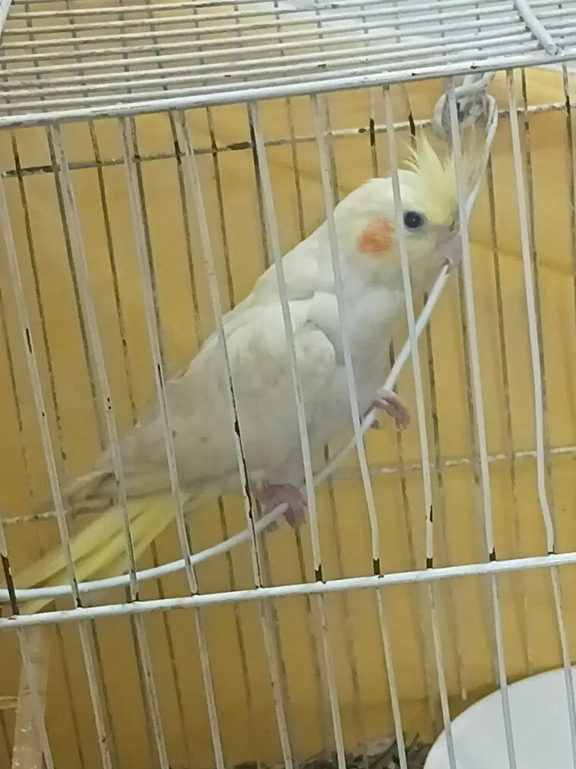 عروس هلندی یک جفت بالغ|پرنده|مشهد, شهرک مهرگان|دیوار