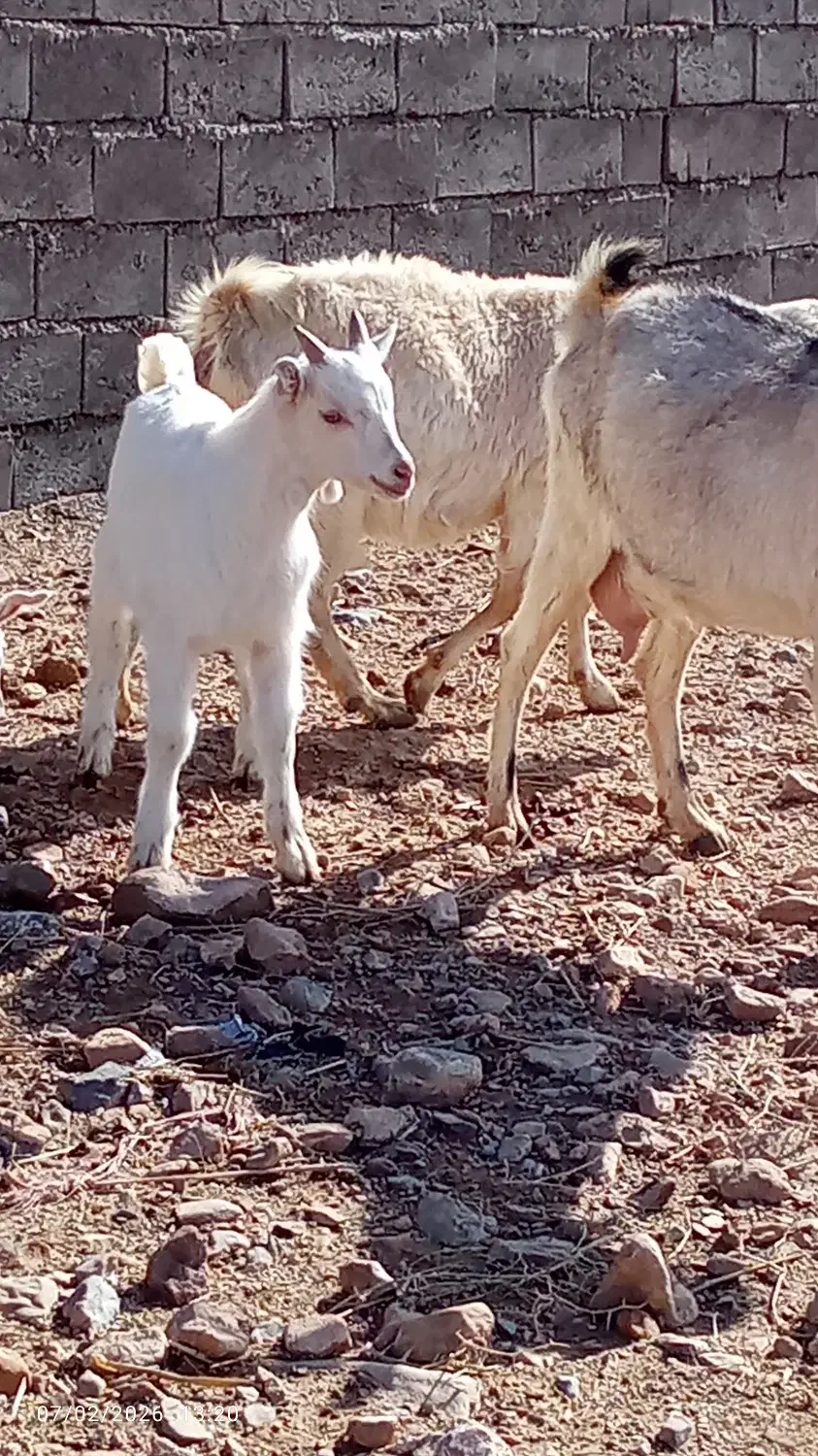 سانن|حیوانات مزرعه|سده (خراسان جنوبی), |دیوار