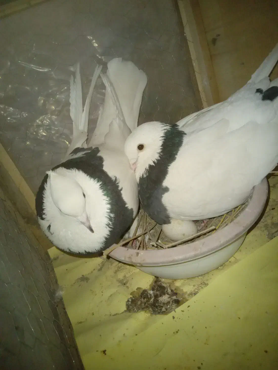 کبوتر نروماده طوقی|پرنده|شریف‌آباد, |دیوار