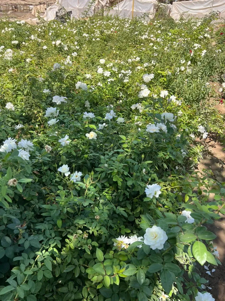 فروش عمده گل های فصلی ( رزماری  زرشک  نسترن سفید )|خدمات باغبانی و درختکاری|پاکدشت, پاکدشت (مامازند)|دیوار