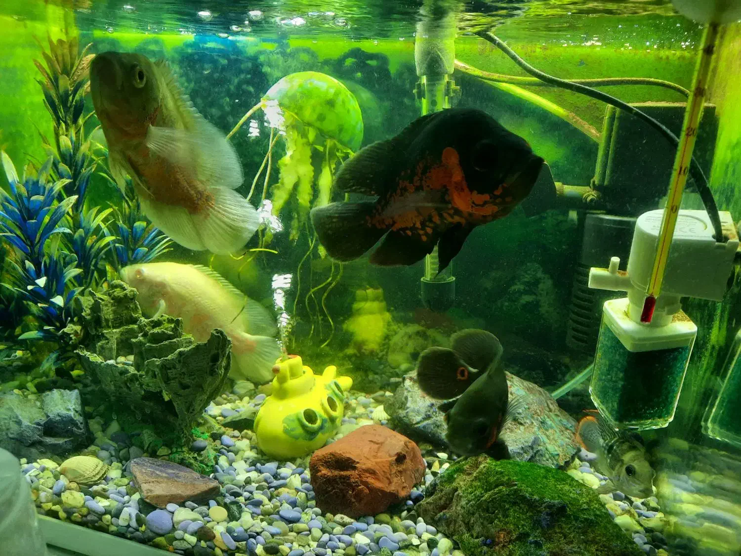 آکواریوم وباهمه تجهیزات|ماهی|قزوین, |دیوار