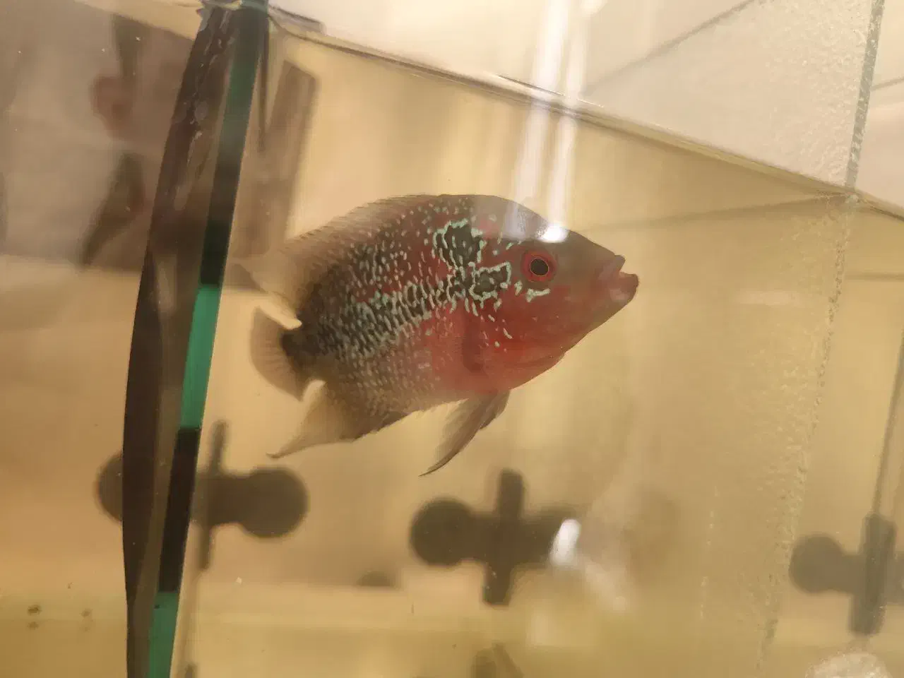 دو تا ماهی فلاور رایگان|ماهی|تبریز, |دیوار