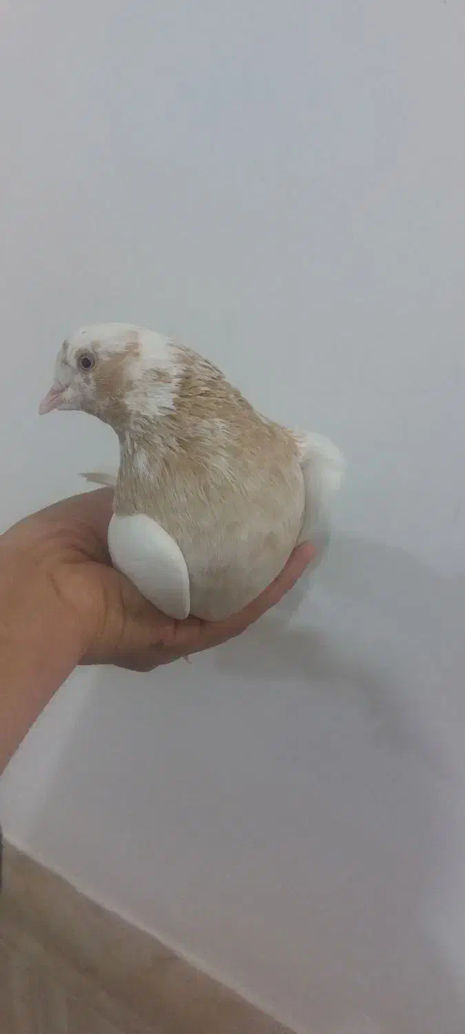 کبوتر ماده|پرنده|نجفآباد, یزدانشهر|دیوار