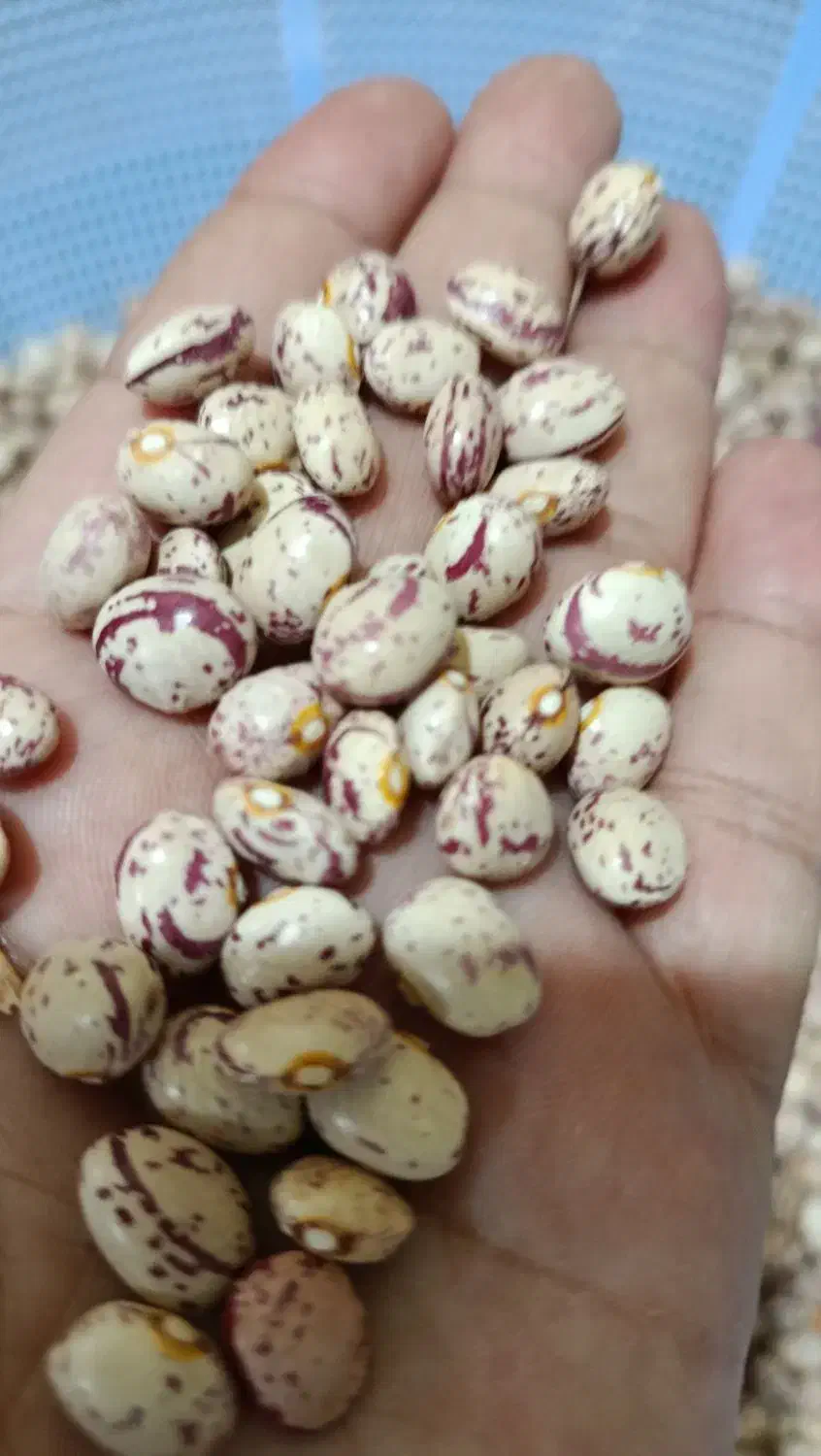 لوبیا|خوردنی و آشامیدنی|یاسوج, |دیوار