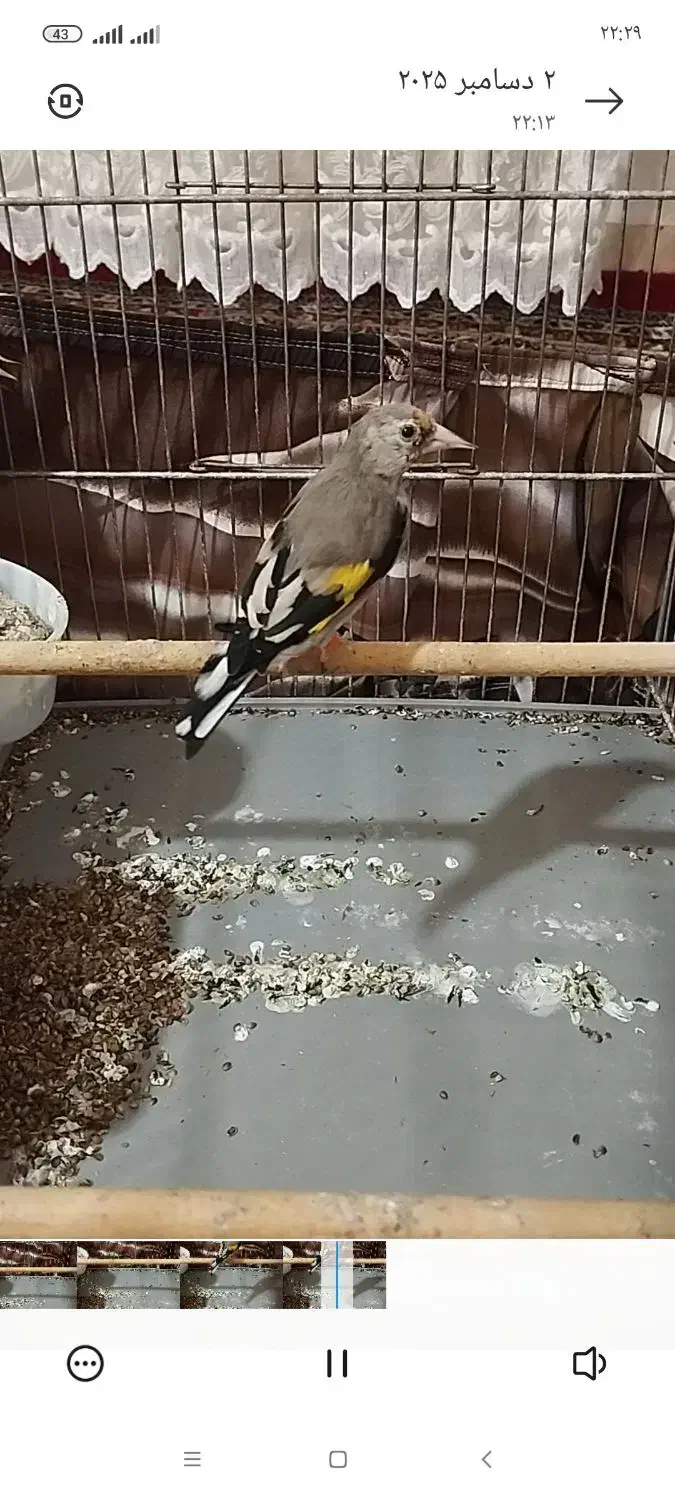 جوجه سهره کرمانی  قفسی زیر دهندار|پرنده|همدان, |دیوار