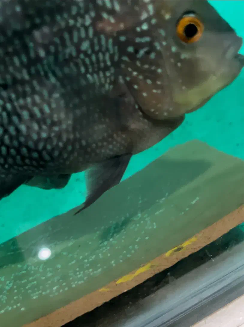 ماهی فلاور هورن و کامفا|ماهی|تهران, سعیدآباد|دیوار