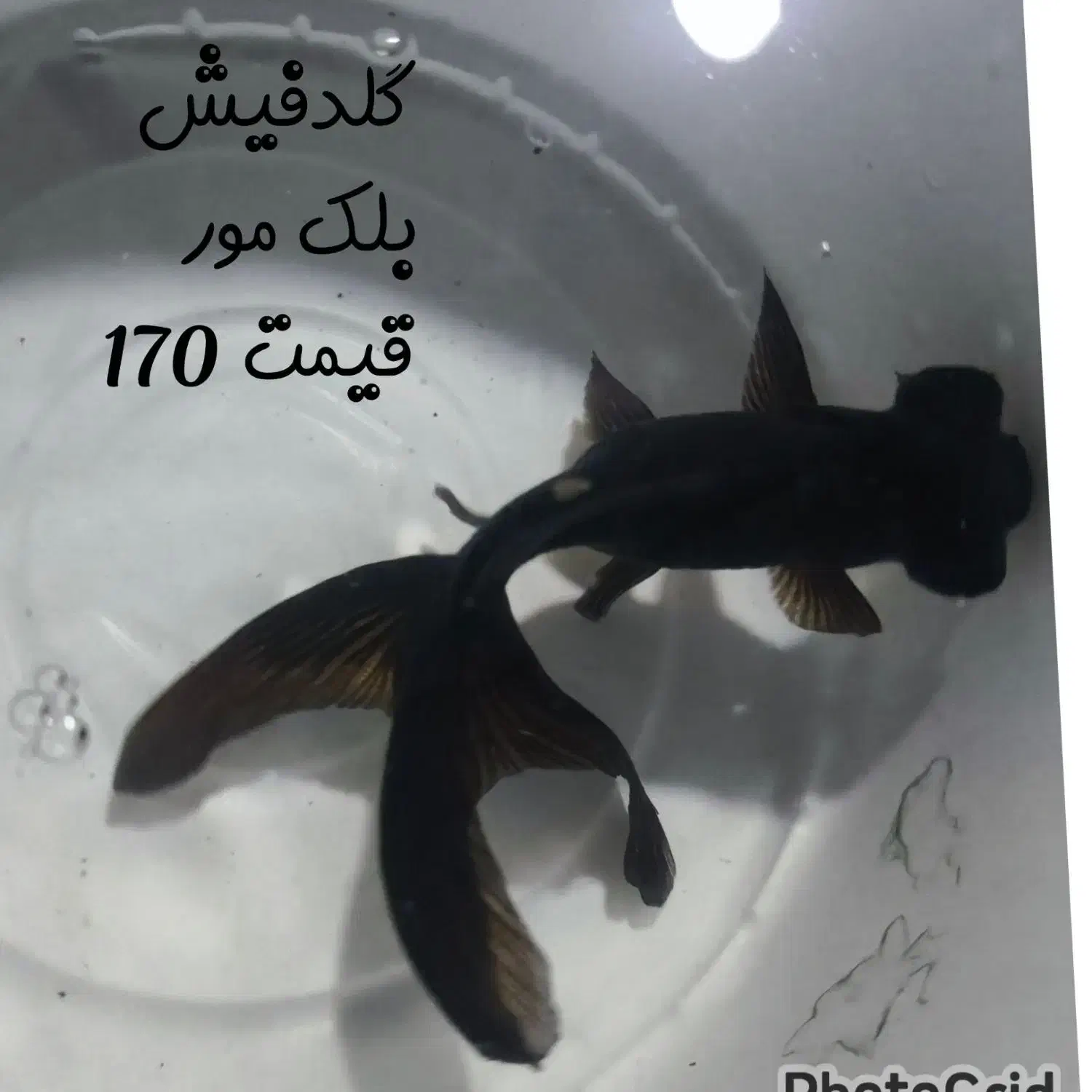 بزرگترین مرکز تخصصی و حرفه ای ماهی و آکواریوم|ماهی|زابل, |دیوار