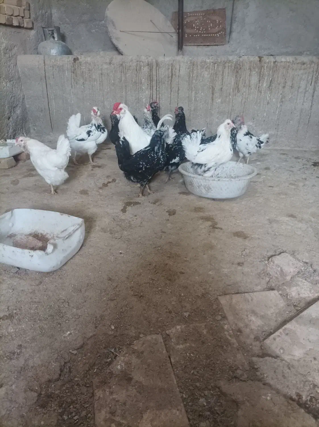 گلین|حیوانات مزرعه|جوادآباد, |دیوار