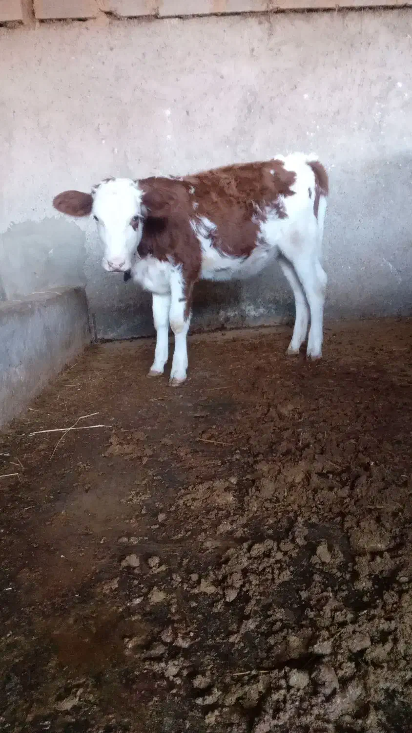 گوساله|حیوانات مزرعه|آق قلا, |دیوار