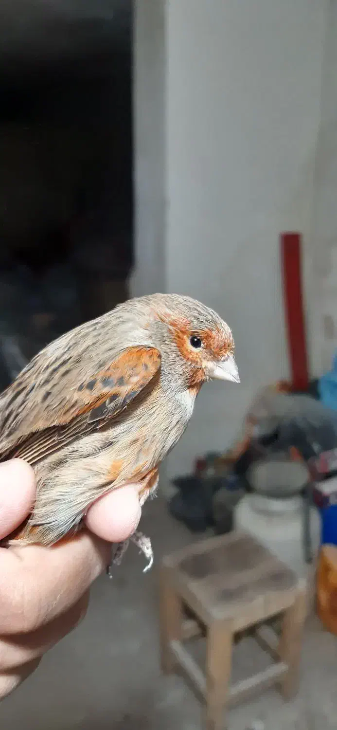 قناری جوان|پرنده|فولادشهر, زاینده رود|دیوار