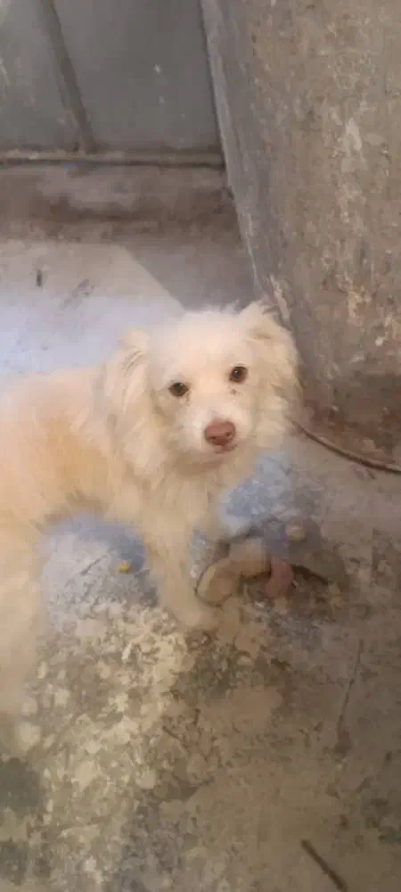 سگ خانگی|سگ|فردیس, داوری|دیوار