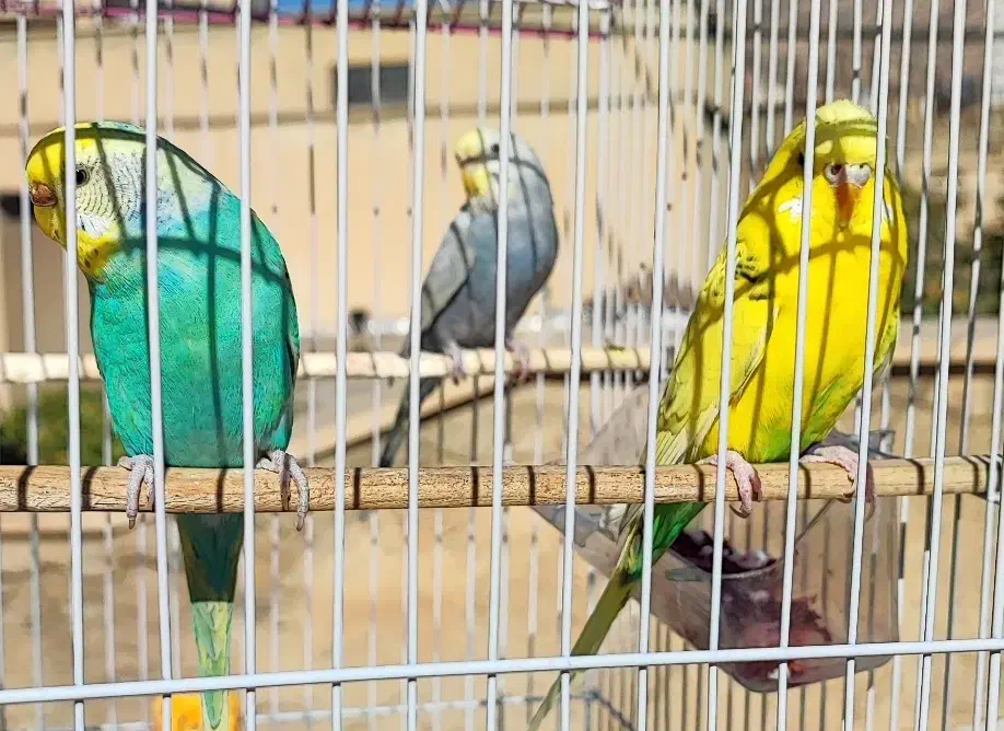 دو تا مرغ عشق رنگین کمانی و ۱ انگلیسی|پرنده|ایلام, |دیوار