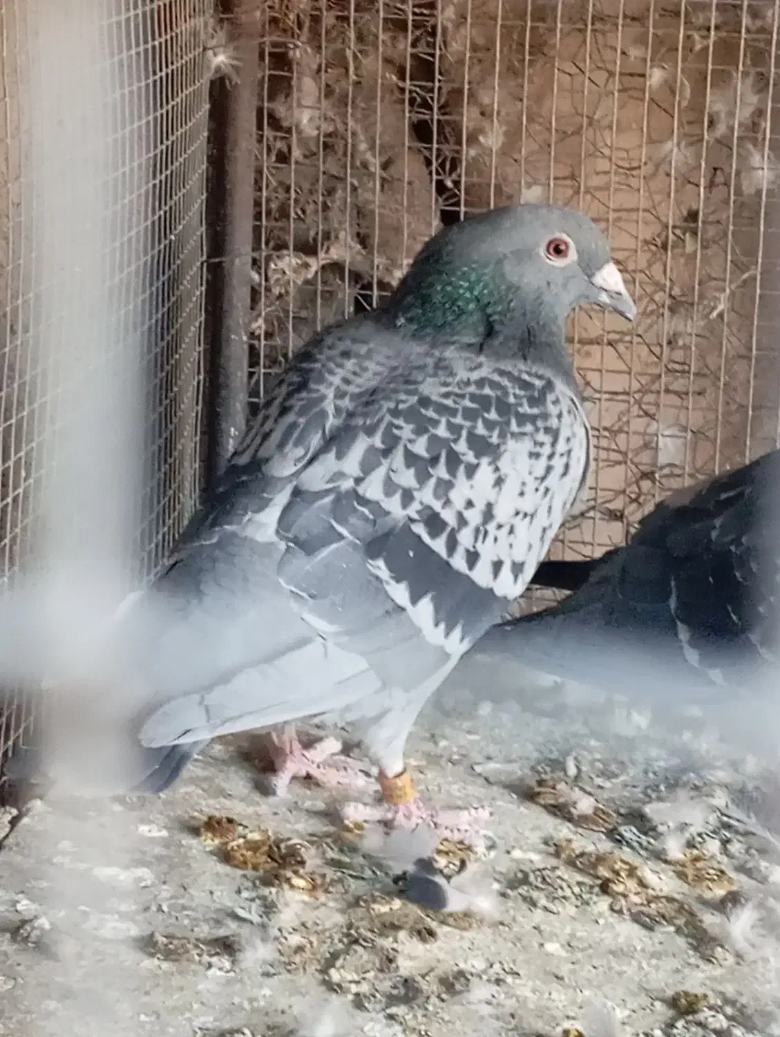 پلاکی مسافتی|پرنده|دهبکری, |دیوار