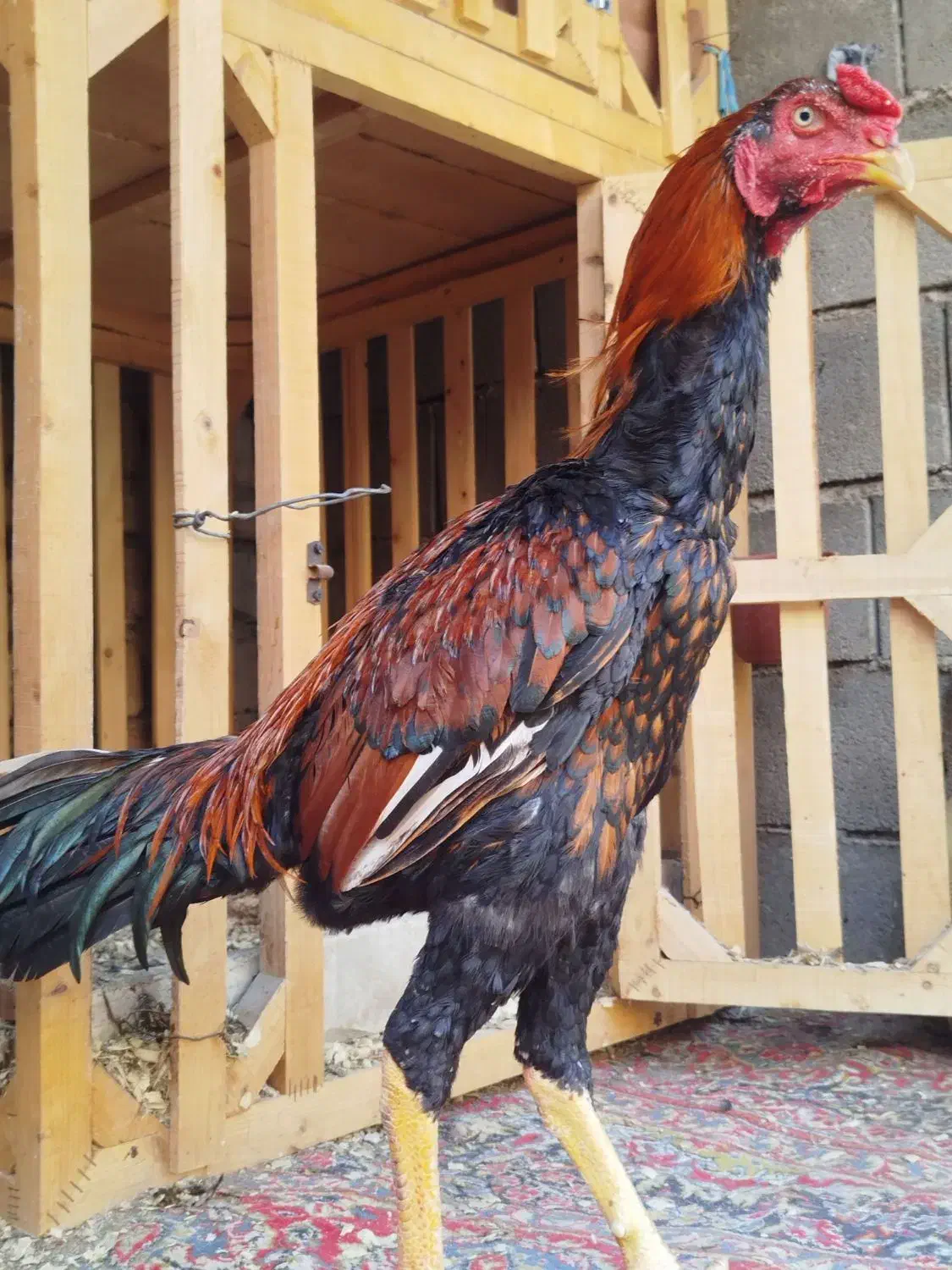 خروس لاری|حیوانات مزرعه|خان ببین, |دیوار