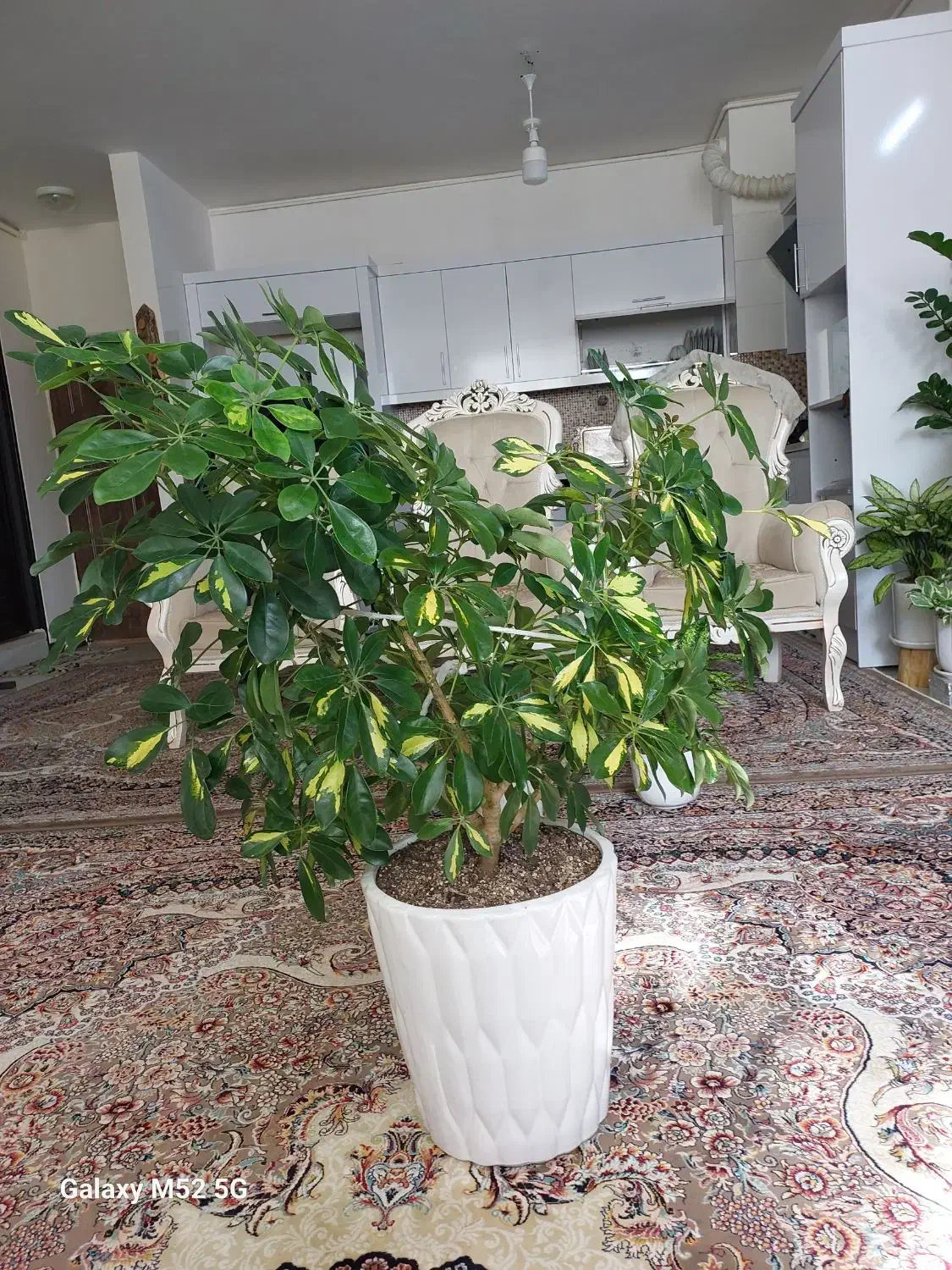 گیاه شفلر|گل و گیاه طبیعی|گلبهار, شهر جدید گلبهار|دیوار