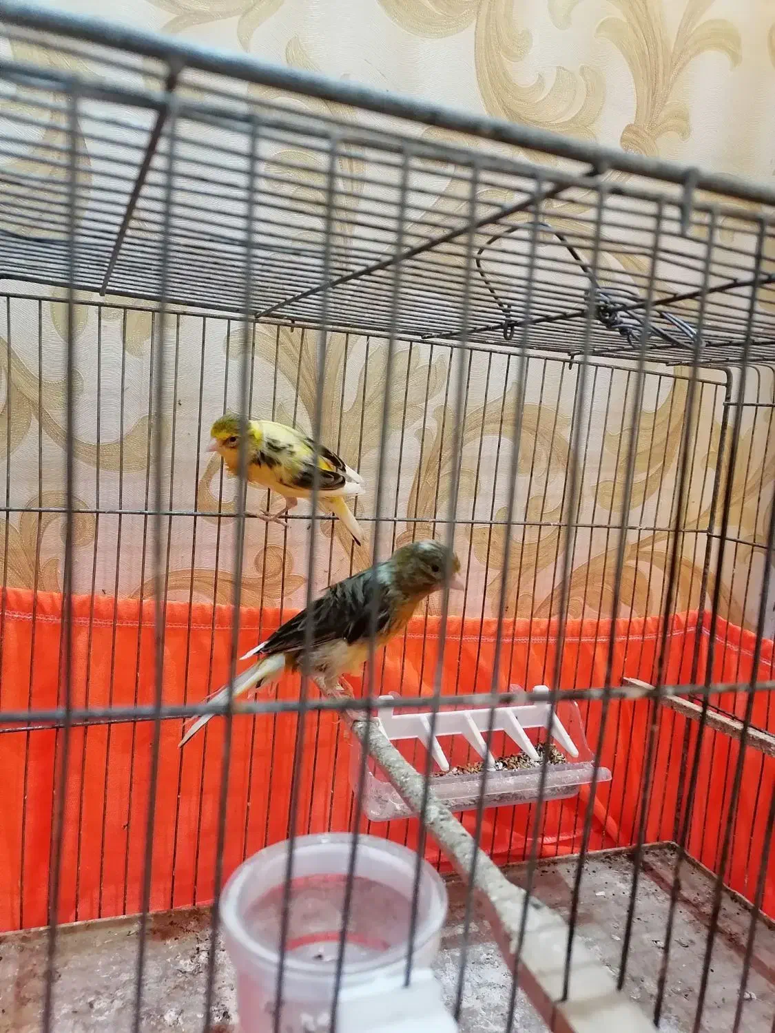 جفت قناری|پرنده|شادگان, |دیوار