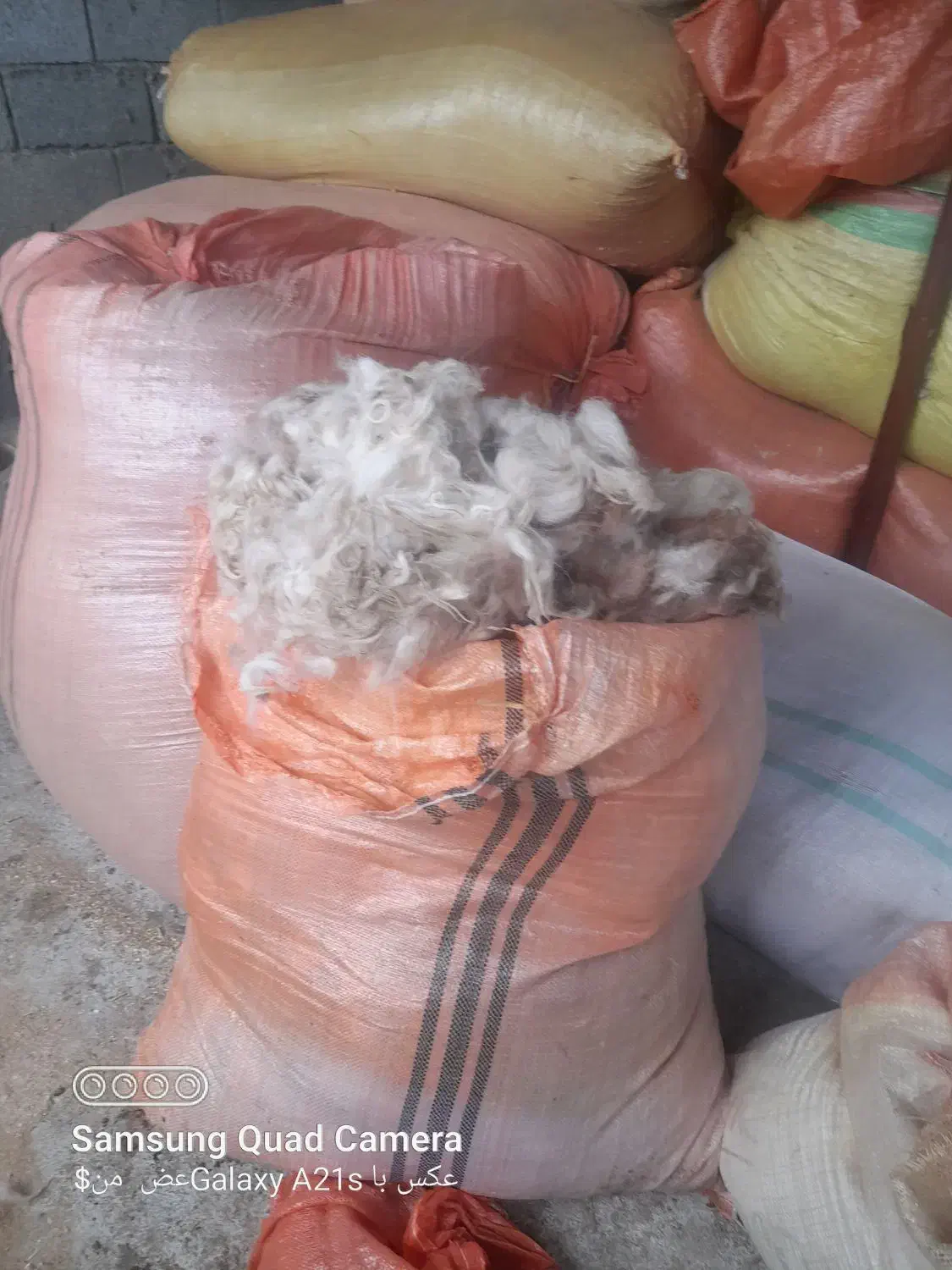 پشم گوسفند وبره|حیوانات مزرعه|اسالم, |دیوار