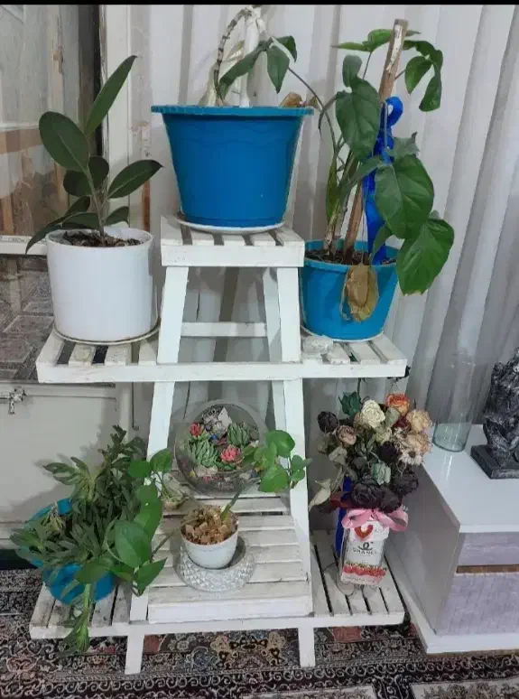 پایه گل|گل و گیاه طبیعی|مشهد, کوی سیدی|دیوار