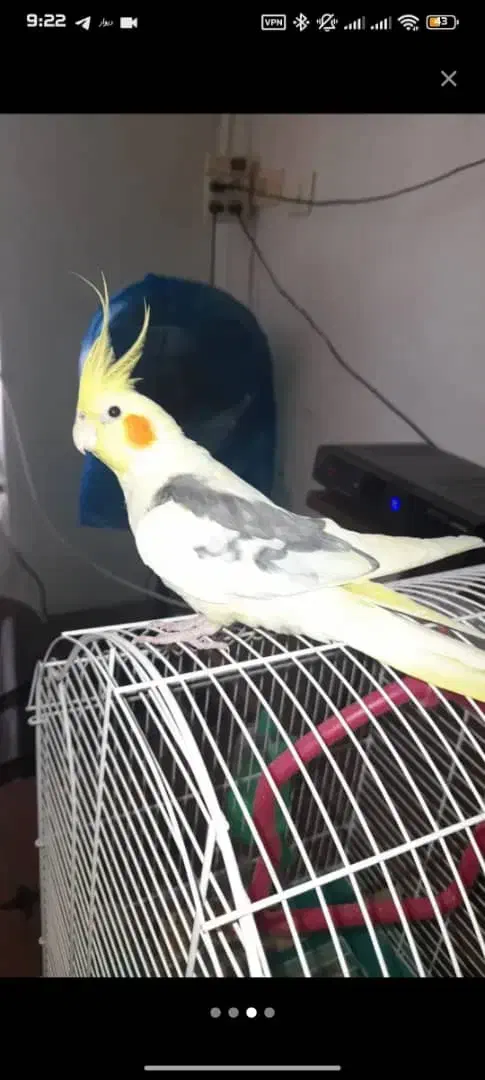 عروس هلندی گم شده|حیوانات|شیراز, سهلآباد|دیوار