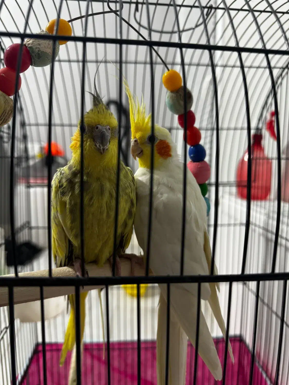 عروس هلندی|پرنده|گرگان, |دیوار