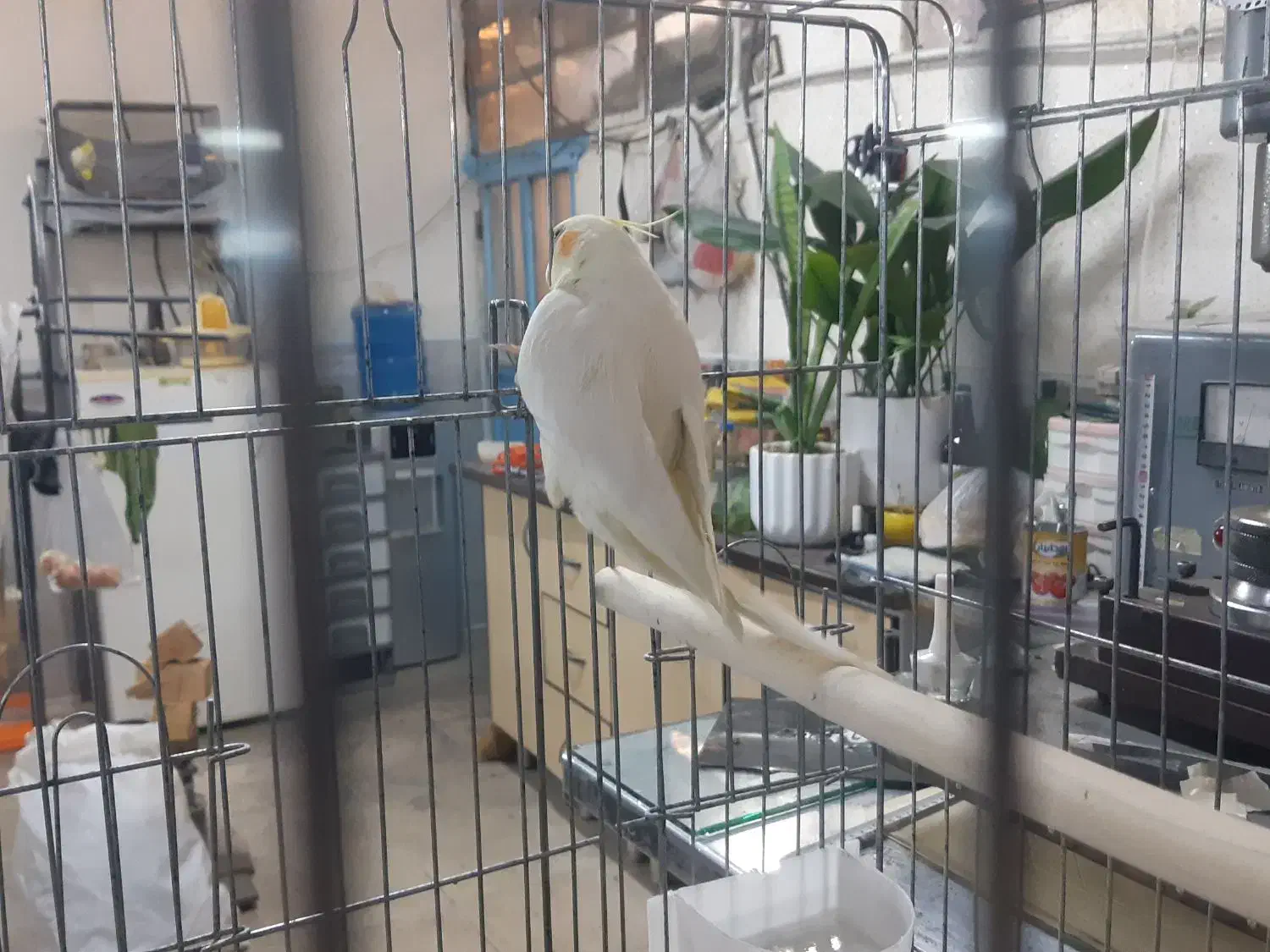 عروس هلندی|پرنده|ری, جوانمرد قصاب|دیوار