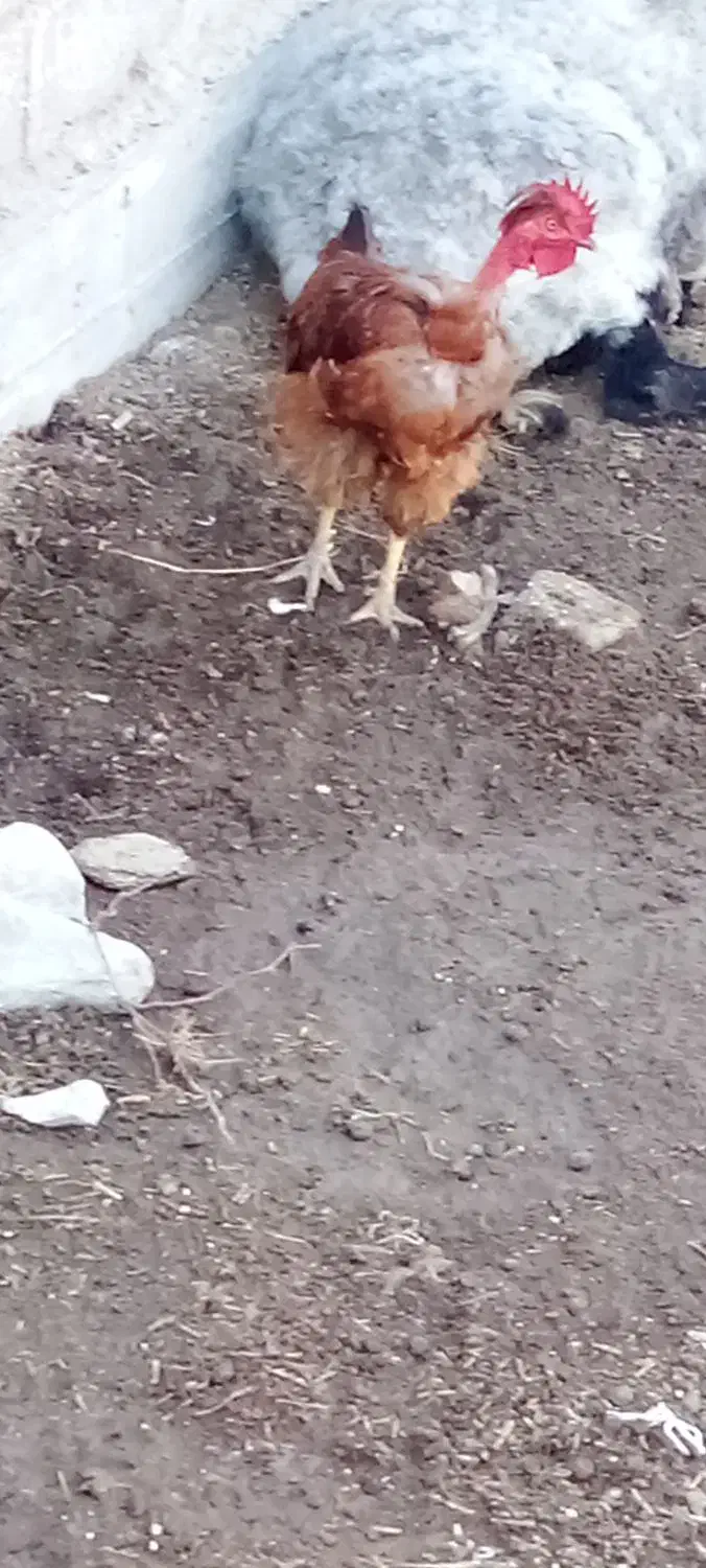 خروس گردن لخت|حیوانات مزرعه|گمیشان, |دیوار