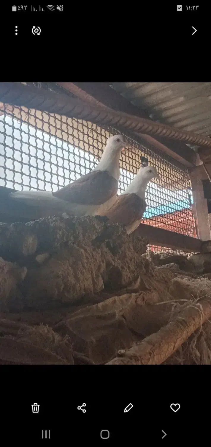 کبوتر|حیوانات|خرم‌آباد, |دیوار