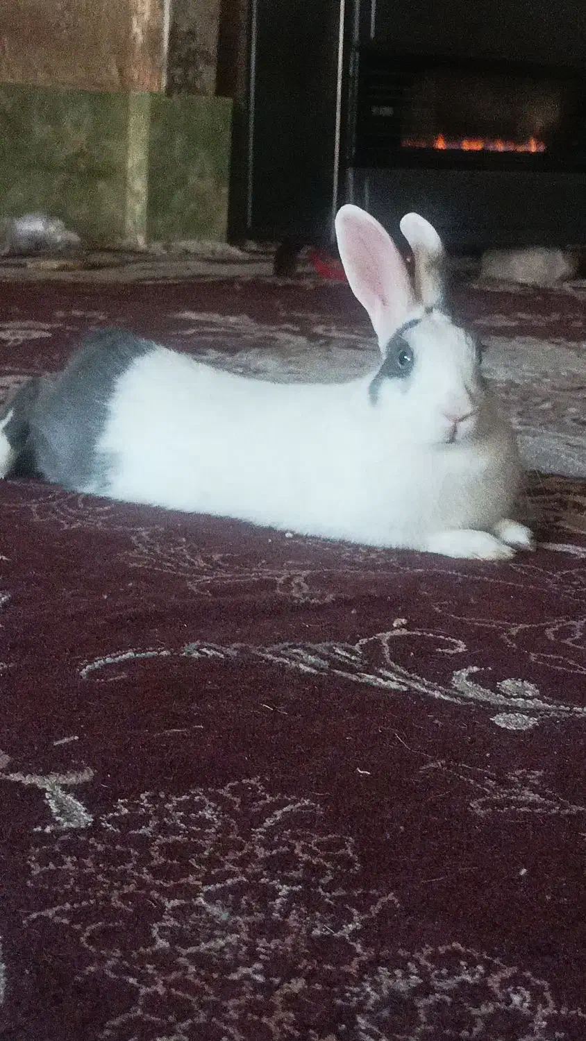 خرگوش|موش و خرگوش|مشهد, کوشک مهدی|دیوار