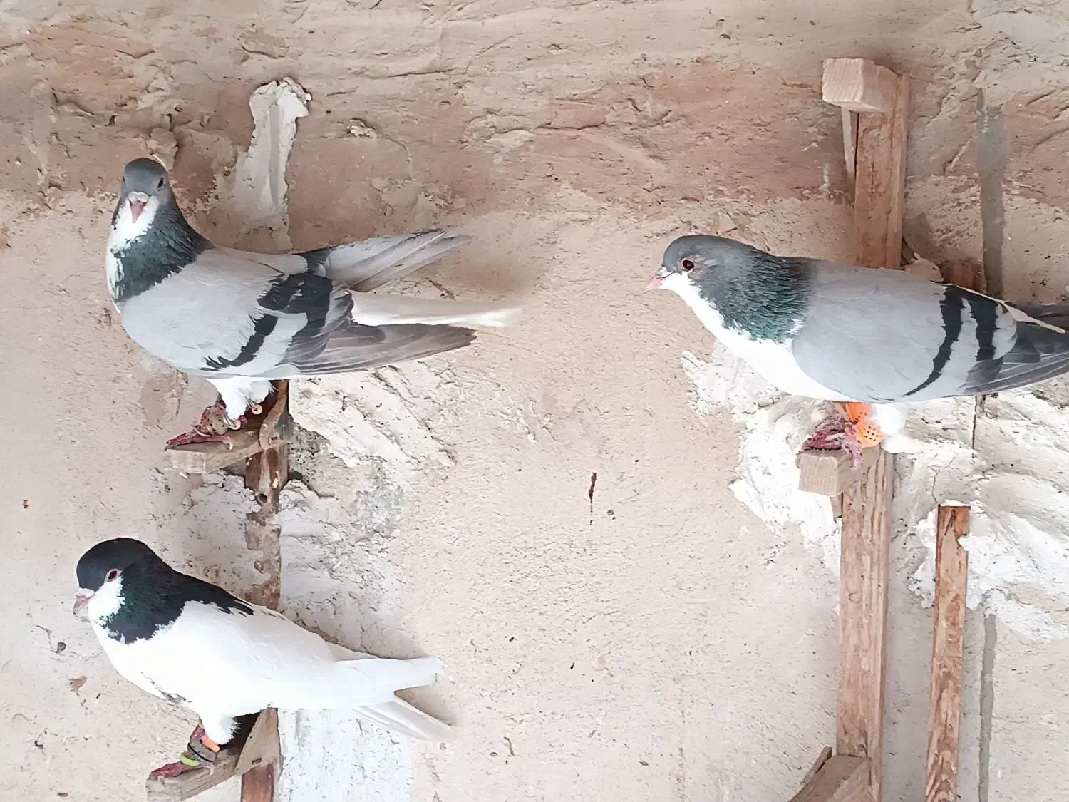 کبوتر|پرنده|شیراز, نیستان|دیوار