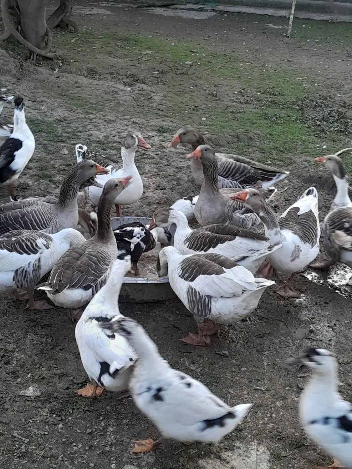 فروش غاز محلی و قو غاز|حیوانات مزرعه|آستانه اشرفیه, |دیوار