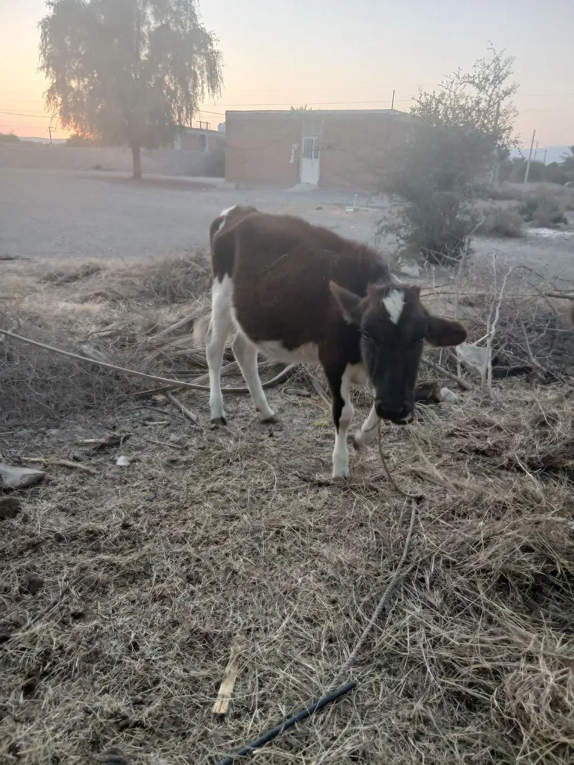 گوساله ماده فروشی|حیوانات مزرعه|جیرفت, |دیوار