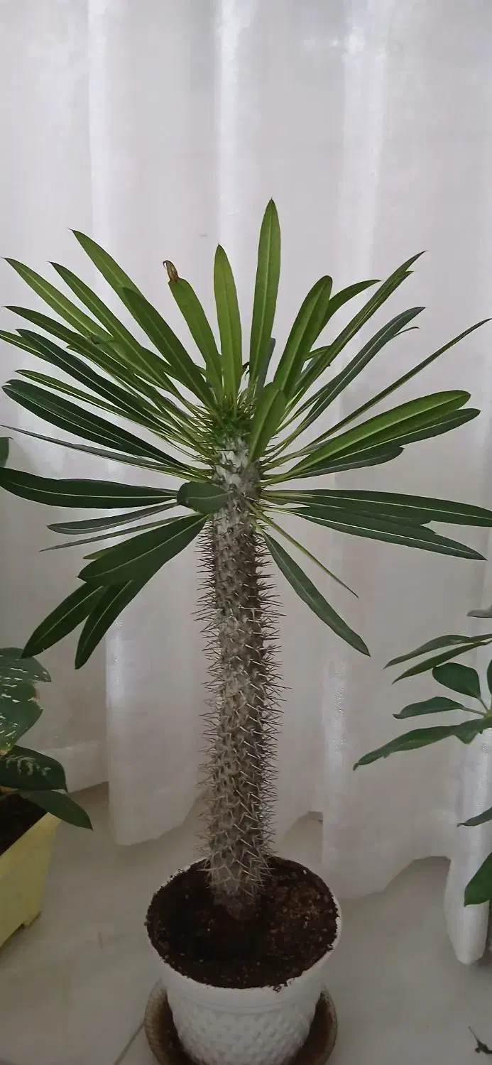 فروش گلهای خانگی سر حال|گل و گیاه طبیعی|کرمانشاه, |دیوار