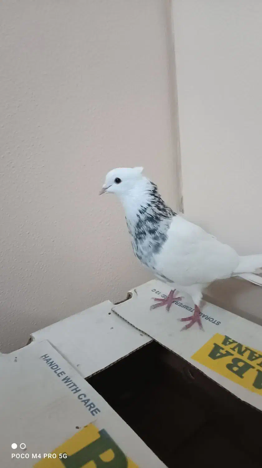 نر طوقی الماسی|پرنده|اصفهان, شهرک شهید منتظری|دیوار