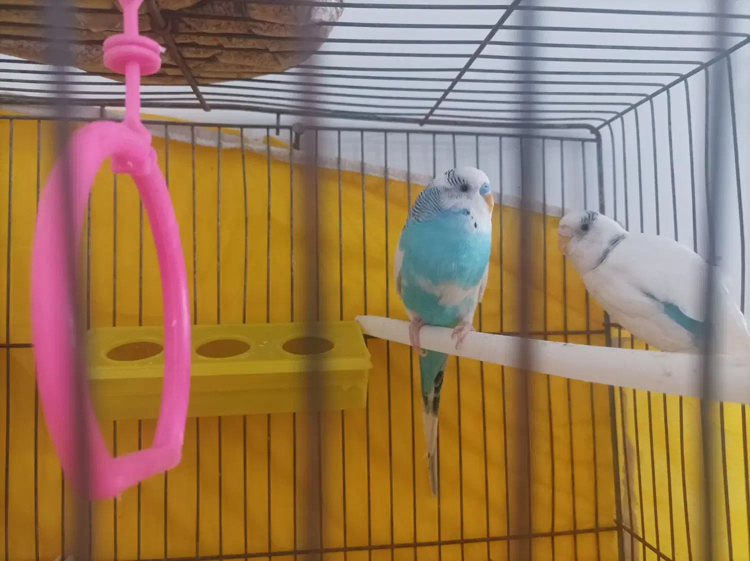 مرغ عشق|پرنده|خرمدره, |دیوار