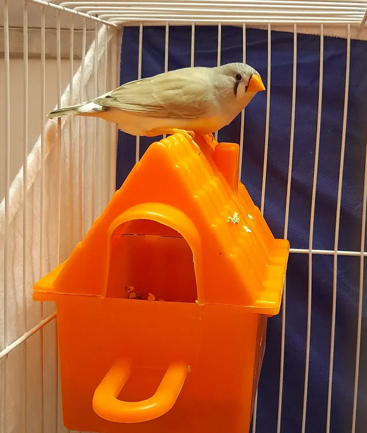 فنچ نرو ماده اهویی ابلغ ۴ماهه جوان|پرنده|مشهد, هفت تیر (آب و برق)|دیوار