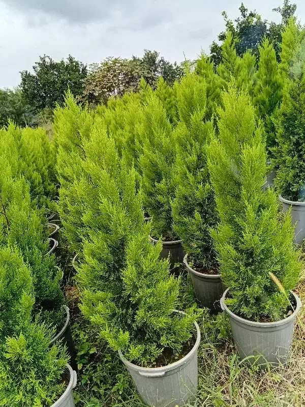 کامیس  لاوسون و یاس|گل و گیاه طبیعی|کلاچای, |دیوار