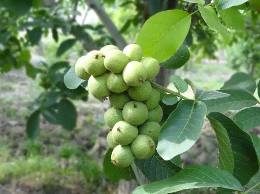 پیشفروش نهال گردو خوشه ای|خدمات باغبانی و درختکاری|انزل, |دیوار