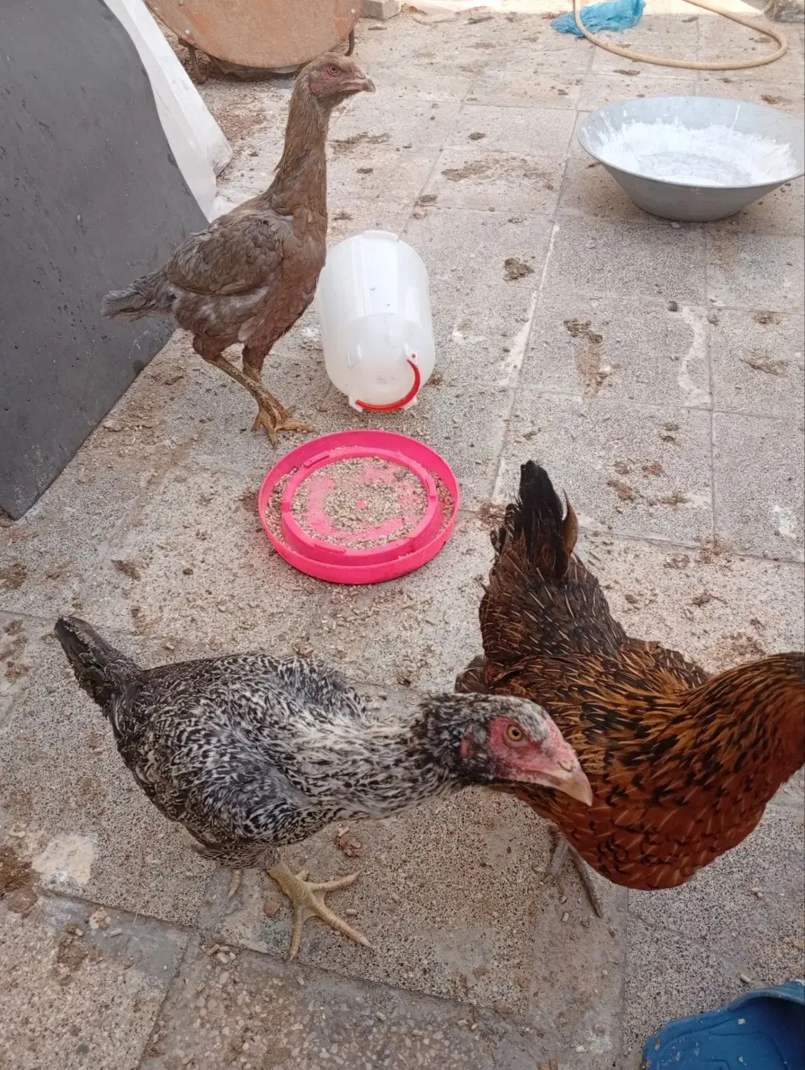 مرغ و خروس لاری|حیوانات مزرعه|مشهد, ابوذر|دیوار