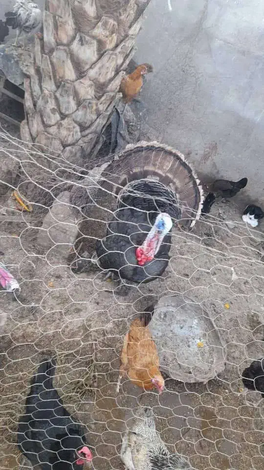 خروس و بوقلمو|حیوانات مزرعه|دزفول, |دیوار