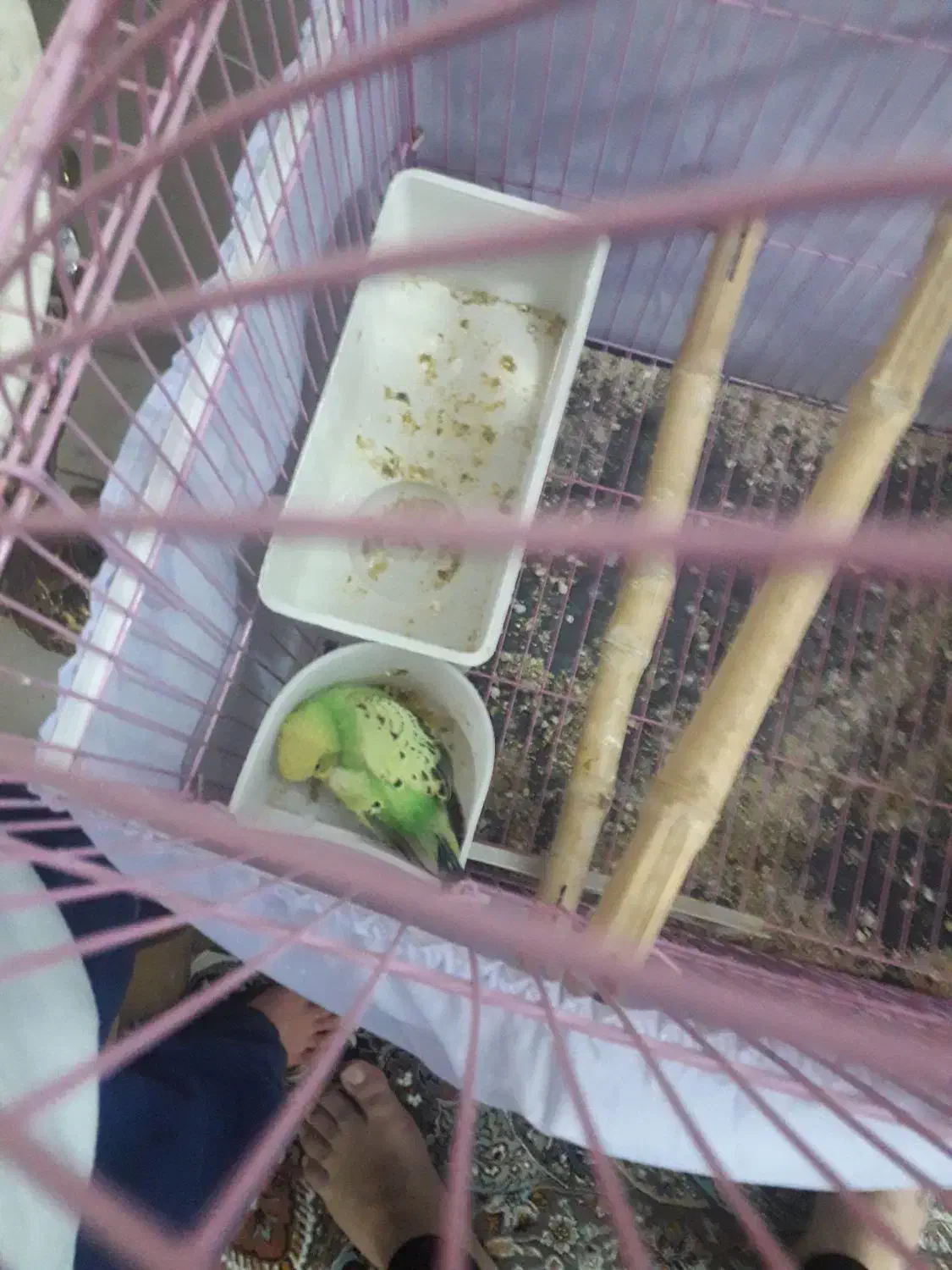 یک جفت مرغ عشق مولد|پرنده|تهران, جنت‌آباد شمالی|دیوار