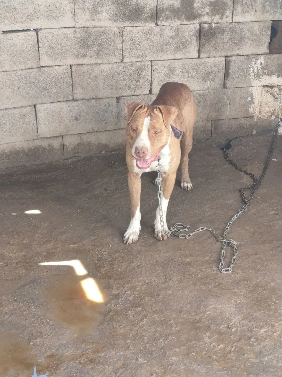 واگذاری سگ پیتبول|سگ|کرمان, |دیوار