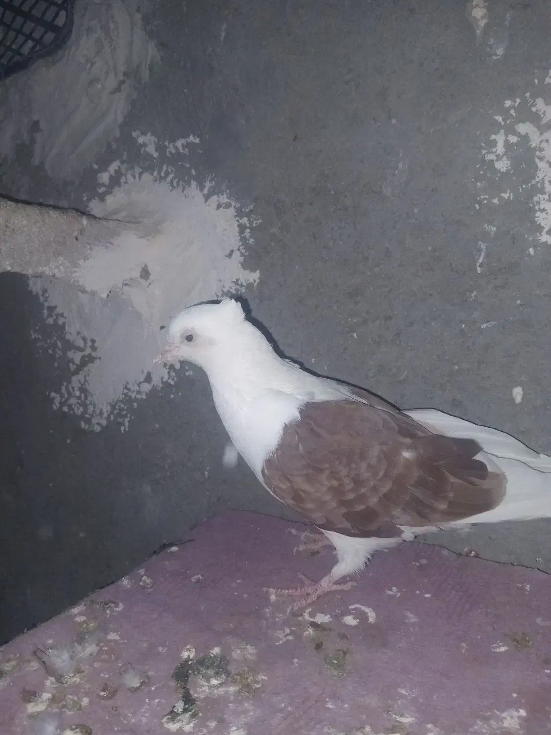 دو تا دوکت|پرنده|ایذه, |دیوار