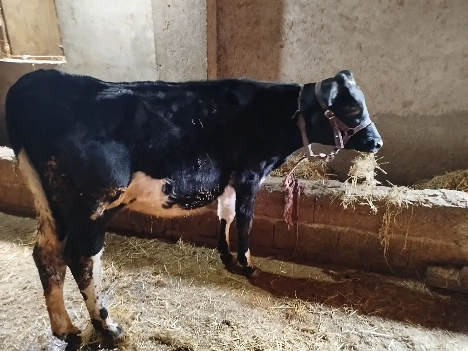 گوساله ماده هلشتاین آمریکایی ده ماهه|حیوانات مزرعه|تالش, جوکندان|دیوار