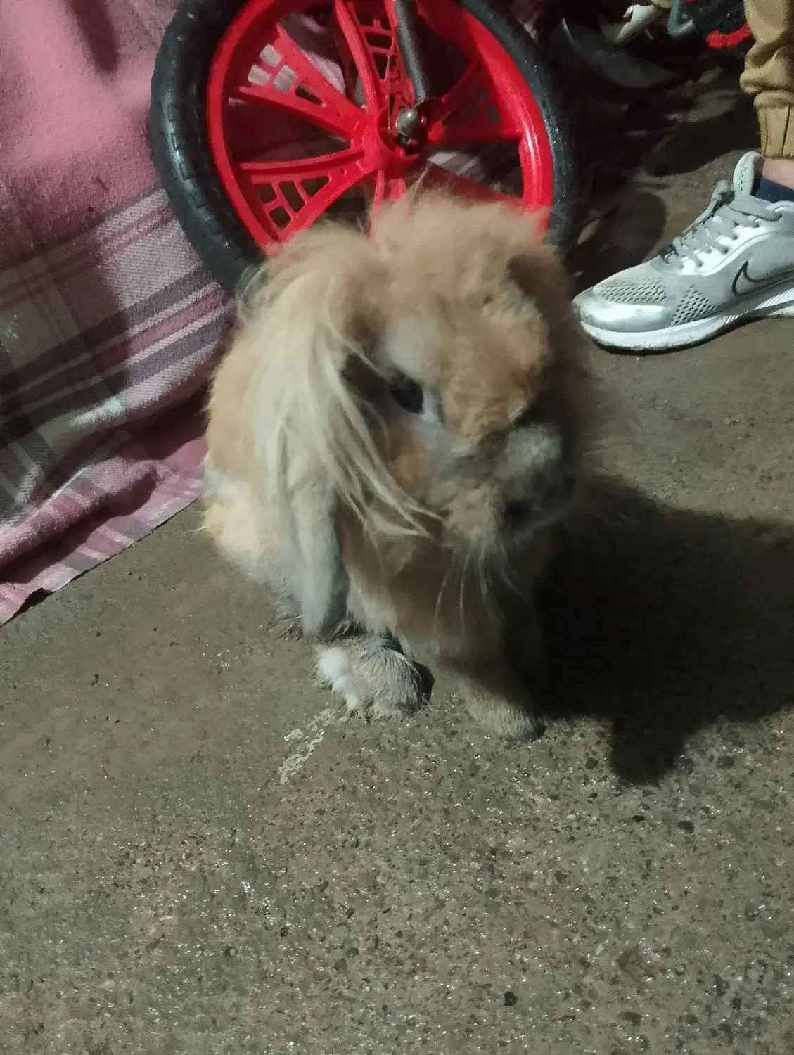 خرگوش لپی|موش و خرگوش|رشت, حومه رشت|دیوار