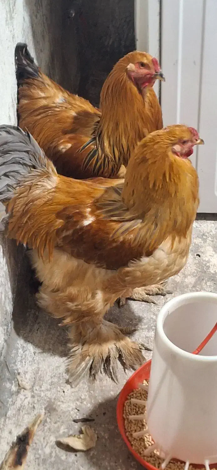 خروس امپراطور جوان|حیوانات مزرعه|رودبار, |دیوار