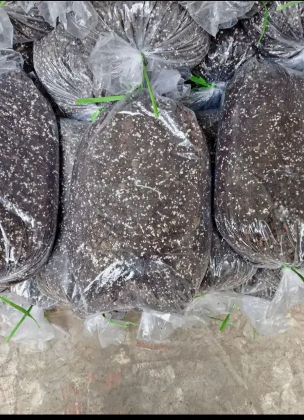 خاک برگ گلدان|گل و گیاه طبیعی|بسطام, |دیوار