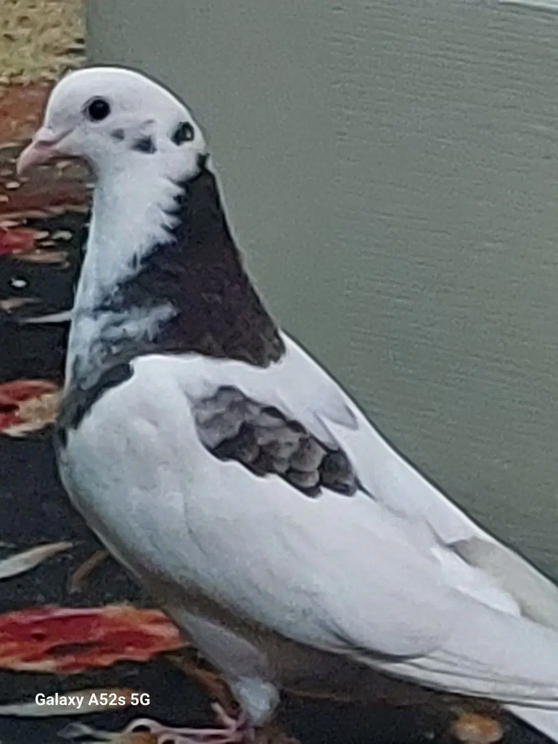 کبوتر جوجه نر۲پر انداخته|پرنده|تهران, سبلان (لشگر)|دیوار