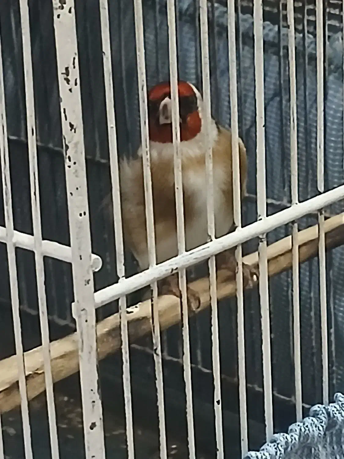 دو عدد سهره گردن کلفت|پرنده|ری, ولی آباد|دیوار