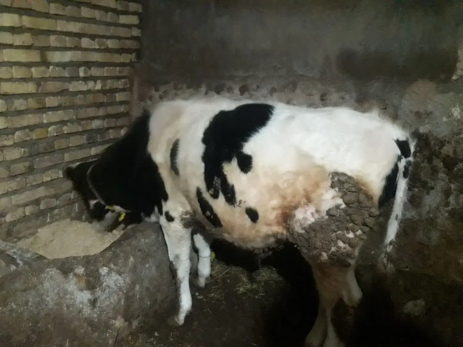 گوساله|حیوانات مزرعه|ایجرود, |دیوار